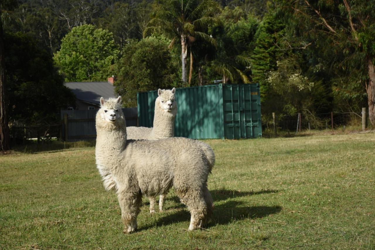 Bed and Breakfast Mijen'S Manor Healesville Exterior foto